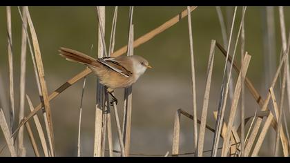 Bıyıklı baştankara