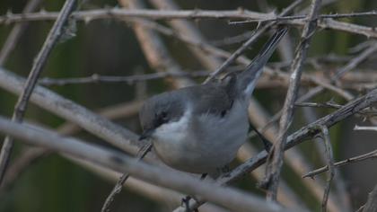 Küçük akgerdanlı ötleğen