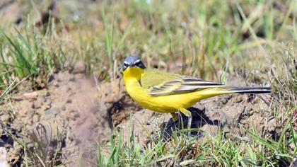 Dağ kuyruksallayanı