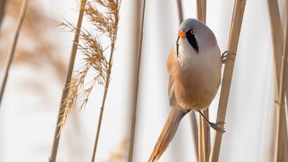 Bıyıklı baştankara