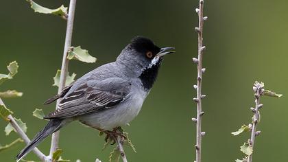 Karaboğazlı ötleğen