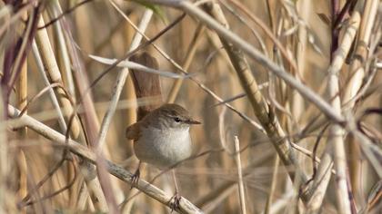 Kamışbülbülü