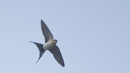 Kızıl kırlangıç