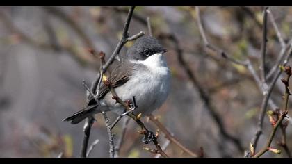 Küçük akgerdanlı ötleğen