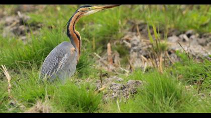 Erguvani balıkçıl