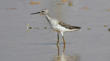 Bataklık düdükçünü