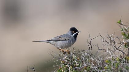 Karaboğazlı ötleğen