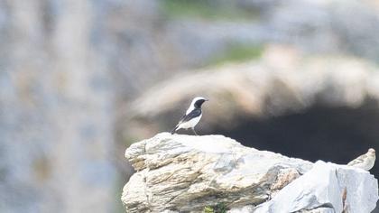 Aksırtlı kuyrukkakan