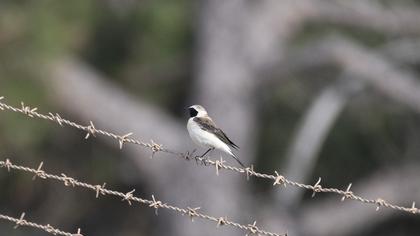 Karakulaklı kuyrukkakan