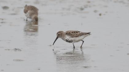 Karakarınlı kumkuşu