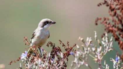 Karaalınlı örümcekkuşu