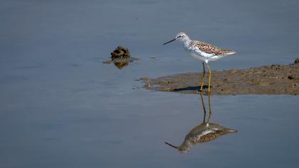 Bataklık düdükçünü