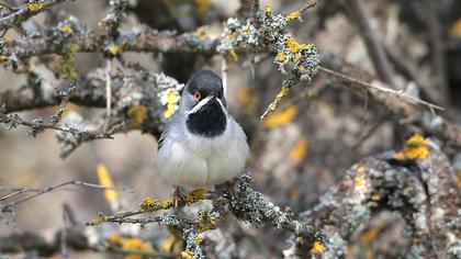Karaboğazlı ötleğen
