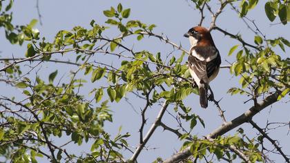 Kızılbaşlı örümcekkuşu