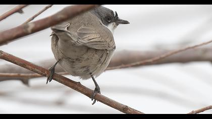 Küçük akgerdanlı ötleğen