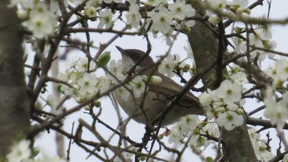 Küçük akgerdanlı ötleğen