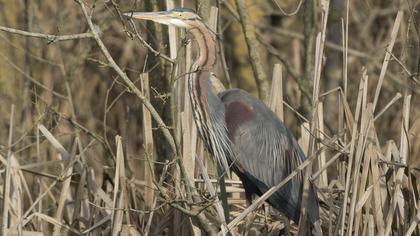 Erguvani balıkçıl