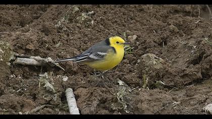 Sarıbaşlı kuyruksallayan