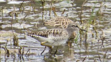 Orman düdükçünü