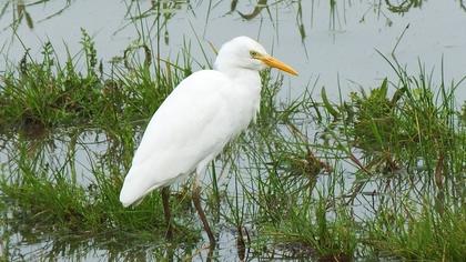 Sığır balıkçılı