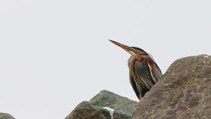 Erguvani balıkçıl