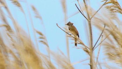 Akgerdanlı ötleğen