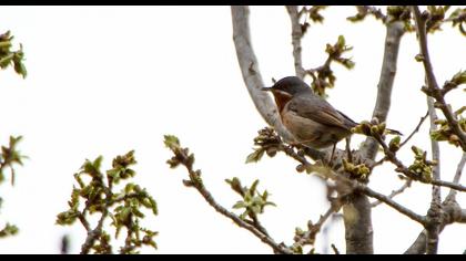 Bıyıklı ötleğen