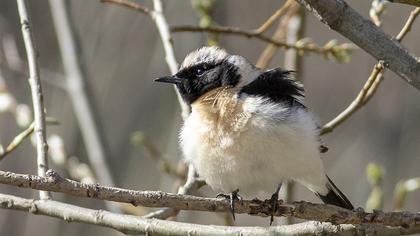 Karakulaklı kuyrukkakan