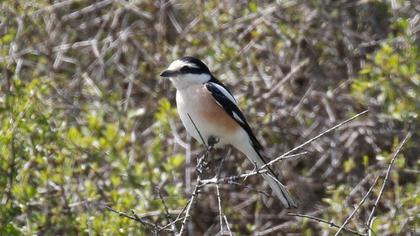 Maskeli örümcekkuşu