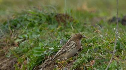 Kızılgerdanlı incirkuşu