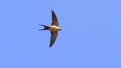 Kızıl kırlangıç