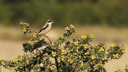 Karaalınlı örümcekkuşu