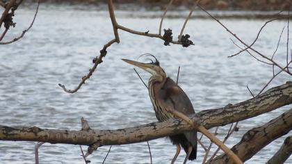 Erguvani balıkçıl