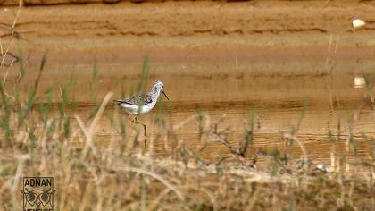 Bataklık düdükçünü
