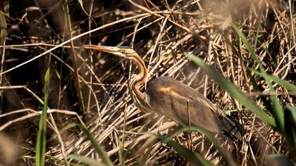 Erguvani balıkçıl