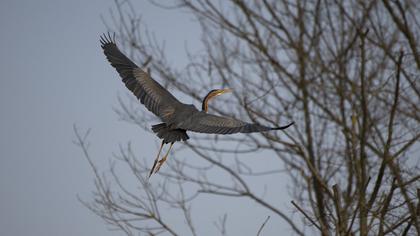 Erguvani balıkçıl