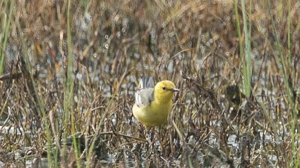 Sarıbaşlı kuyruksallayan