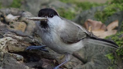 Kayın baştankarası