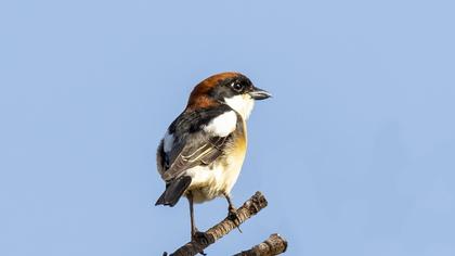 Kızılbaşlı örümcekkuşu