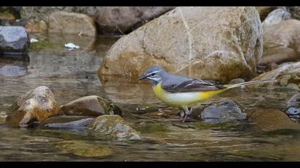 Dağ kuyruksallayanı