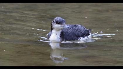 Karagerdanlı dalgıç