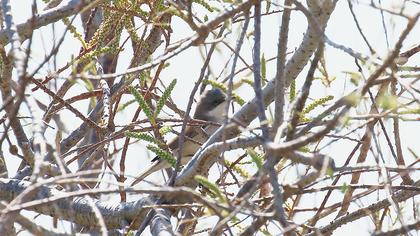 Akgerdanlı ötleğen
