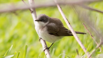 Küçük akgerdanlı ötleğen