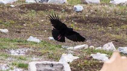Kırmızıgagalı dağ kargası
