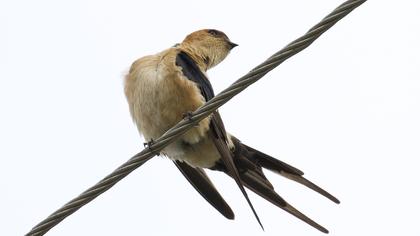 Kızıl kırlangıç