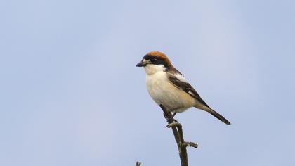 Kızılbaşlı örümcekkuşu