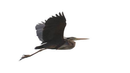 Erguvani balıkçıl