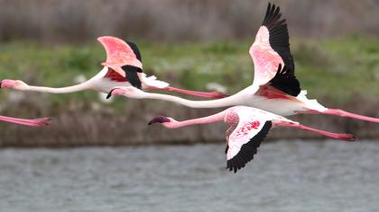 Küçük flamingo