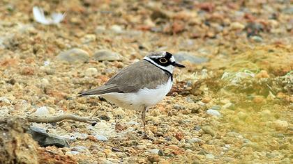 Halkalı küçük cılıbıt