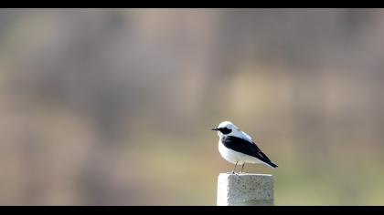 Karakulaklı kuyrukkakan